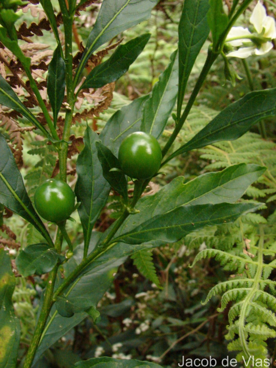 Solanum pseudocapsicum L.